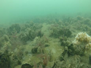 PEARL Oyster Reef Restoration